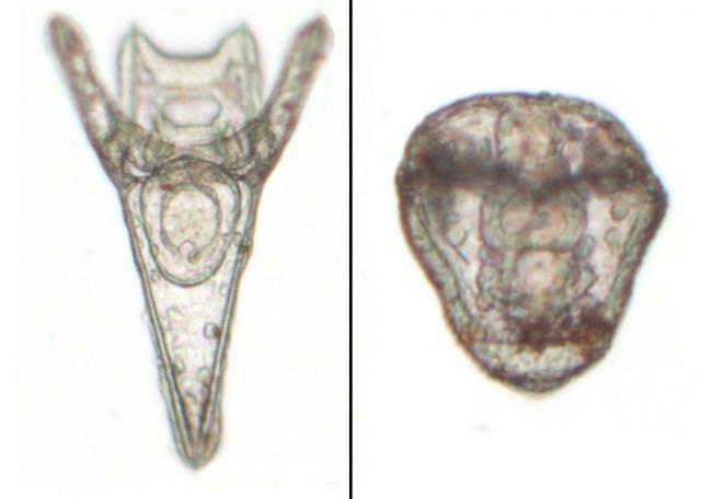 Sea urchins have been shown to grow deformed when in contact with chemicals from marine plastic